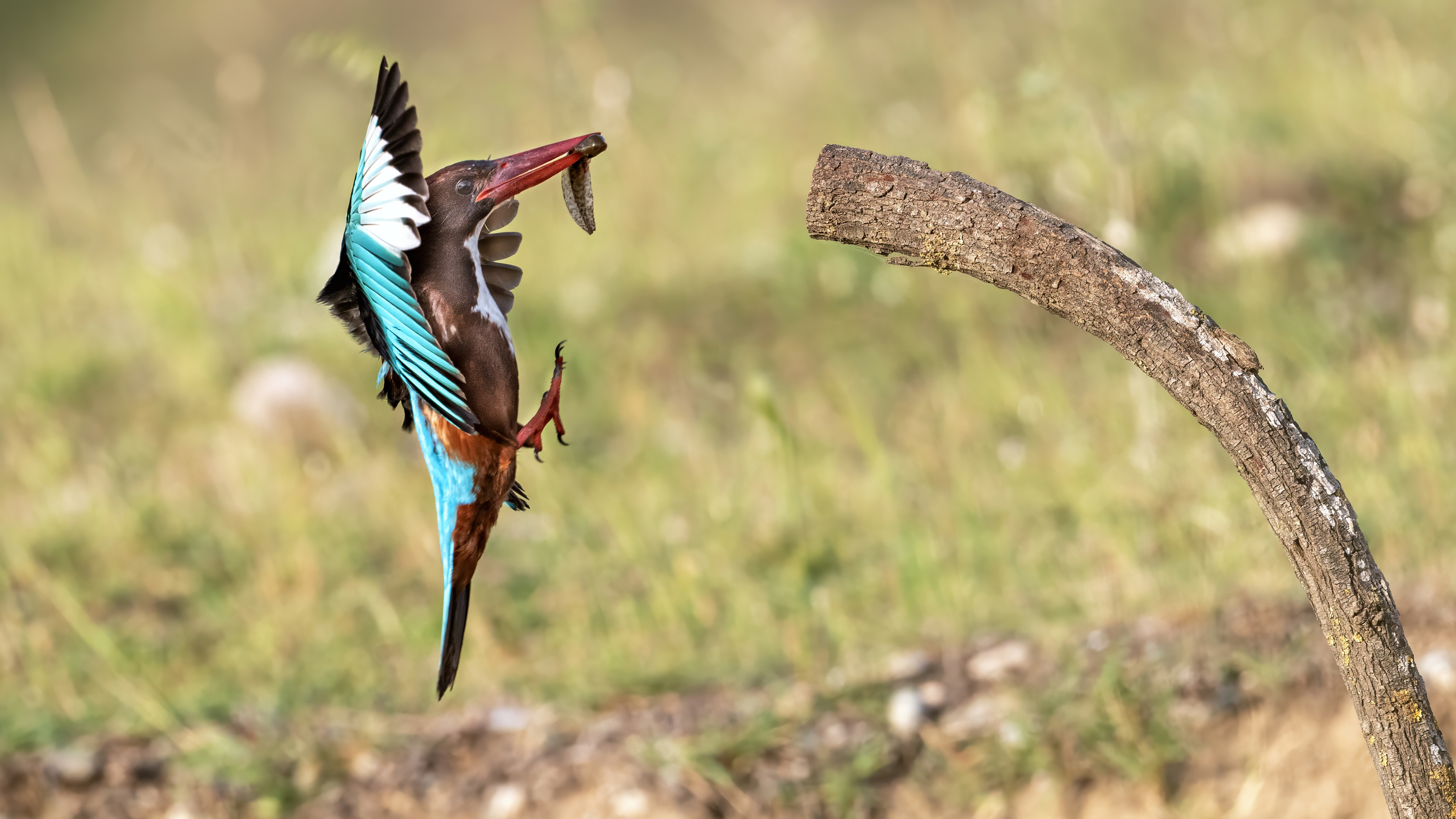White-throated Kingfisher